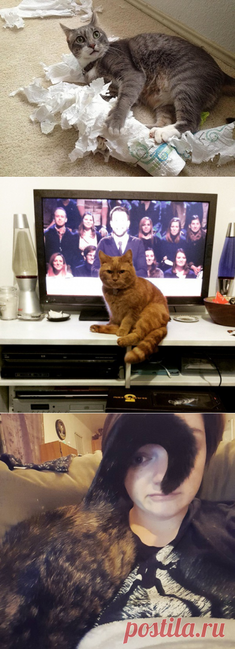 20 важнейших проблем, с которыми сталкивается каждый владелец котика