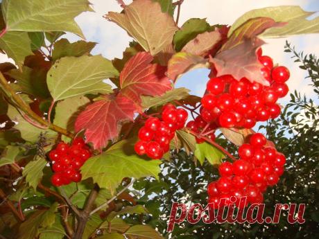 Чудо-ягоды калины.