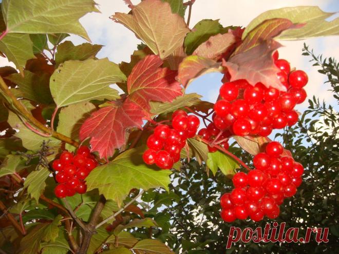Чудо-ягоды калины.