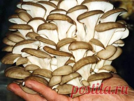 Как вырастить вешенки в огороде.