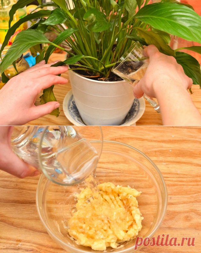 Простое средство, которое сотворит чудо даже с самыми хилыми растениями