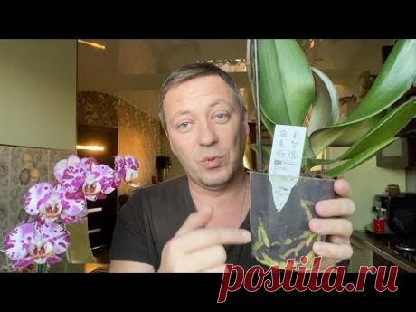 новая ОРХИДЕЯ 399 руб обзор орхидеи, водный отёк, листья в трубочку