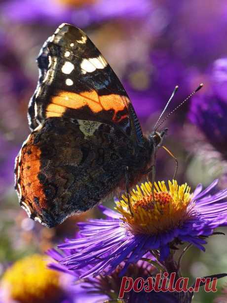 Red Admiral (vanessa atalanta) | Butterfly ♡♡♡♡♡♡