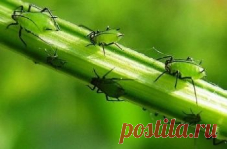25 СПОСОБОВ ИЗВЕСТИ ТЛЮ!!!Садоводка