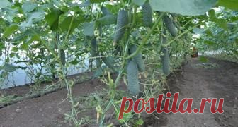 Как вылечить фитофтору томатов с помощью фурацилина