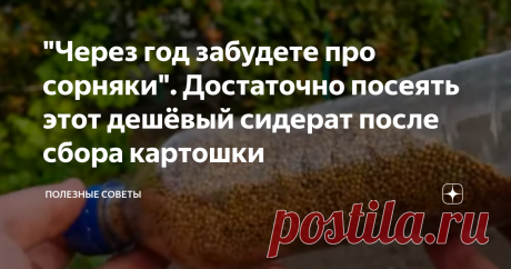 Через год забудете про сорняки. Достаточно посеять этот дешёвый сидерат после сбора картошки Нет ничего хуже на даче, чем постоянная борьба с сорняками, не так ли? Сейчас я с вами поделюсь своим секретом избавления от них.
У нас дача большая, и раньше постоянно мы мучились от бурьяна. Но два года назад я понял, что нужно не бороться с последствиями, а заранее предотвращать все большего разрастания сорняков по территории. Главное, вовремя заняться этим вопросом.

| выпечка на сковороде