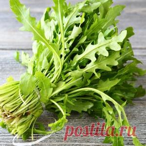 Рукола: особенности выращивания, которые нужно знать