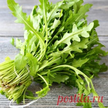 Рукола: особенности выращивания, которые нужно знать