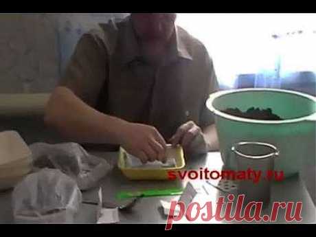 Томаты (помидоры) Сеем и замачиваем семена - YouTube