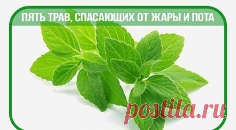 ПЯТЬ ТРАВ, СПАСАЮЩИХ ОТ ЖАРЫ И ПОТА |