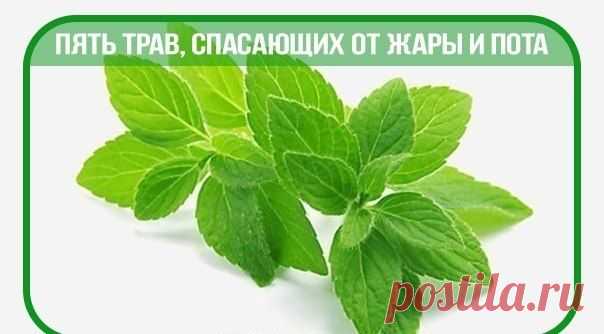 ПЯТЬ ТРАВ, СПАСАЮЩИХ ОТ ЖАРЫ И ПОТА |