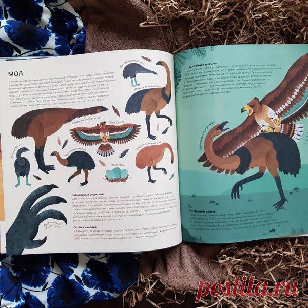 В легендах маори сохранились упоминания об огромных нелетающих птицах, которые некогда бродили по лесам Новой Зеландии