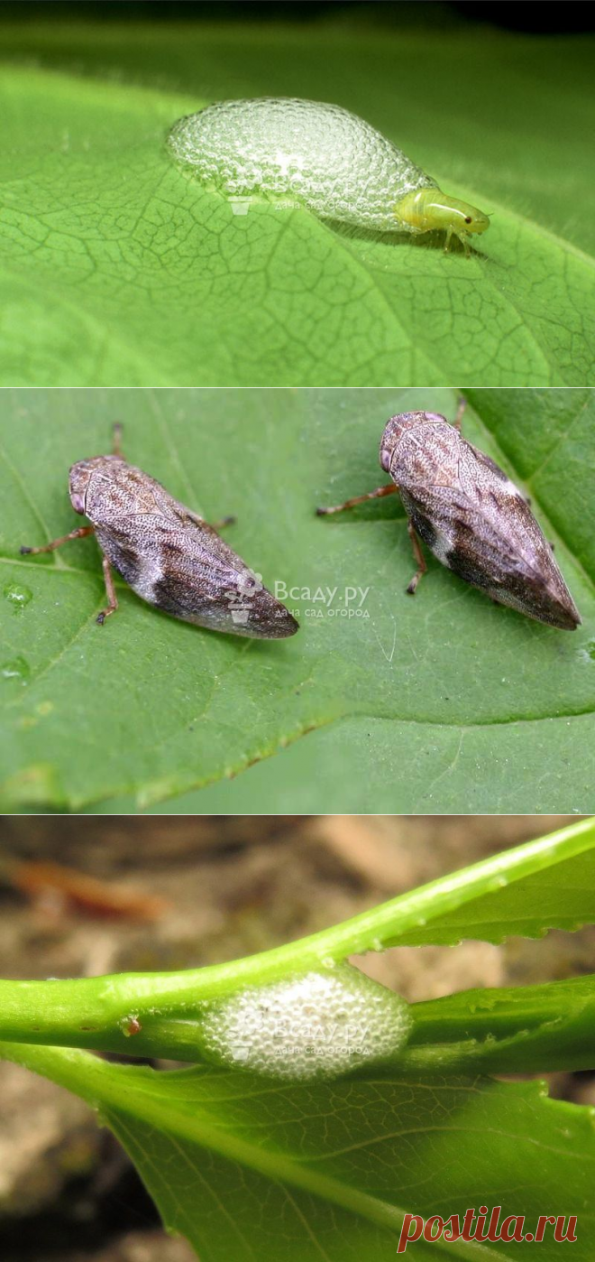 Цикадка слюнявка - пенница: описание вредителя, фото, методы борьбы.