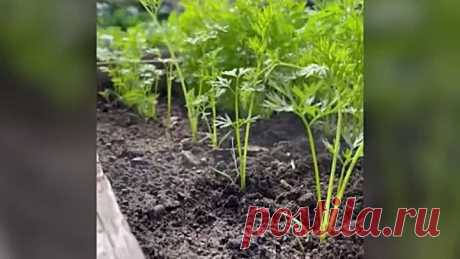 Как быстро проредить морковь👍👍👍