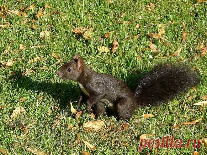 Squirrel There are a lot of squirrels in a graveyard near my house. They're not very shy. Sometimes I go there to feed them. They're really cute.