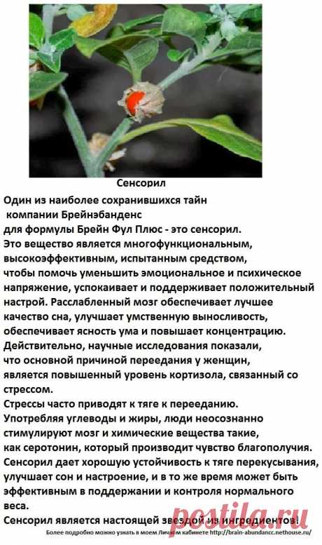 Основные ингредиенты Продукта Брейн Фул Плюс:
Сенсорил 
Один из наиболее сохранившихся тайн компании Брейнэбанденс для формулы Брейн Фул Плюс - это сенсорил. Это вещество является многофункциональным, высокоэффективным, испытанным средством, чтобы помочь уменьшить эмоциональное и психическое напряжение, успокаивает и поддерживает положительный настрой. Расслабленный мозг обеспечивает лучшее качество сна, улучшает умственную выносливость, обеспечивает ясность ума и повышает концентрацию.