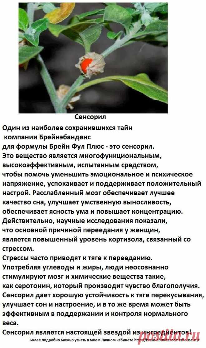 Основные ингредиенты Продукта Брейн Фул Плюс:
Сенсорил 
Один из наиболее сохранившихся тайн компании Брейнэбанденс для формулы Брейн Фул Плюс - это сенсорил. Это вещество является многофункциональным, высокоэффективным, испытанным средством, чтобы помочь уменьшить эмоциональное и психическое напряжение, успокаивает и поддерживает положительный настрой. Расслабленный мозг обеспечивает лучшее качество сна, улучшает умственную выносливость, обеспечивает ясность ума и повышает концентрацию.