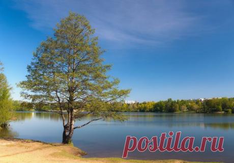 Ольха, виды ольхи, выращивание ольхи, ольха на даче