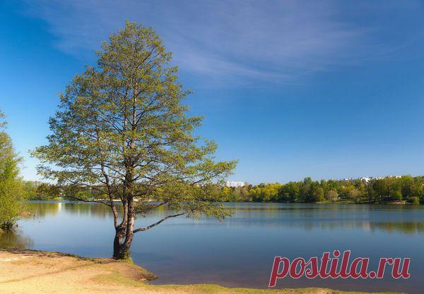 Ольха, виды ольхи, выращивание ольхи, ольха на даче