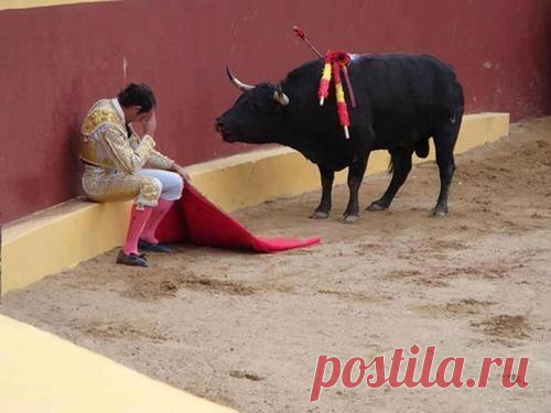 Это невероятное фото, знаменует окончание карьеры матадора, торреро Альваро Мунера. Он упал в раскаянии в середине боя,когда понял,что раненый им бык,не собирается нападать на человека.Сам Мунера пишет об этом моменте: 