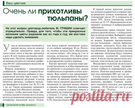 Очень ли прихотливы тюльпаны?