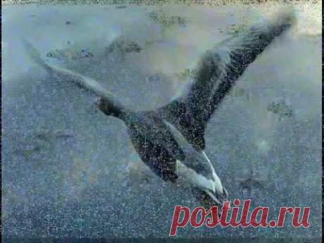 Виктор Резников и Лайма Вайкуле - Перелётная птица