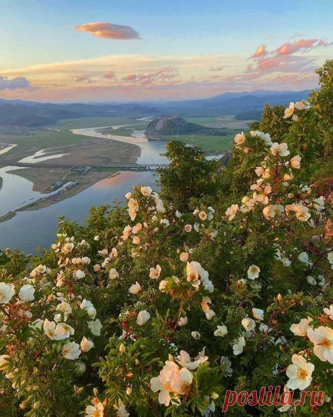 Цветущая гора Сестра в лучах заката.
Приморский край. Находка. 📷 oxsanaastakhova