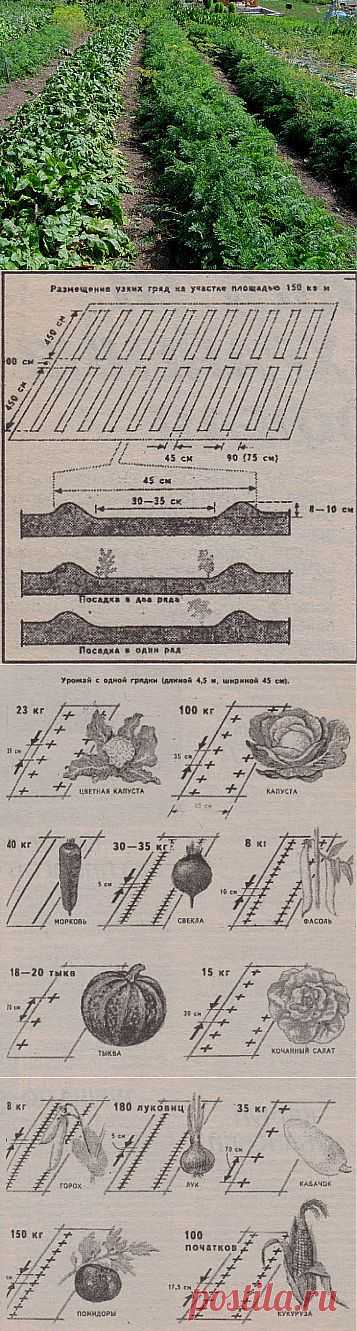 Метод Миттлайдера ( дачникам).