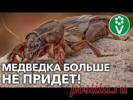 КАК ИЗБАВИТЬСЯ ОТ МЕДВЕДКИ НА УЧАСТКЕ? Разбираем доступные способы