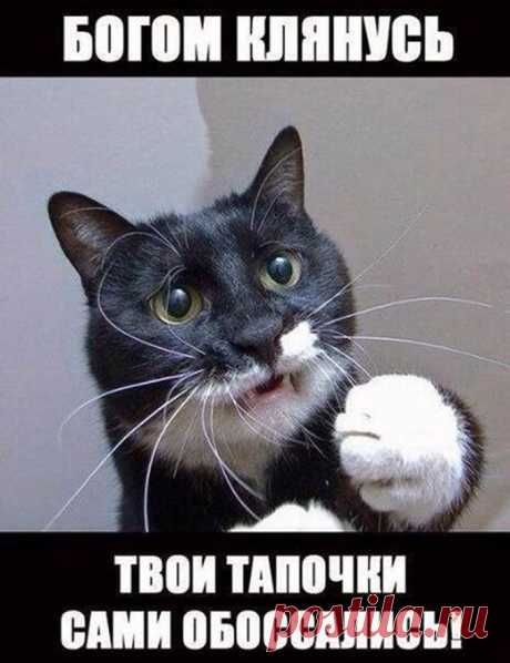 А вы сегодня улыбались? Подборка прикольных картинок для хорошего настроения)) - 15 Сентября 2014 - Наша планета.Новости экологии