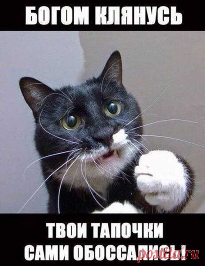 А вы сегодня улыбались? Подборка прикольных картинок для хорошего настроения)) - 15 Сентября 2014 - Наша планета.Новости экологии