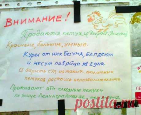 23 очень смешных объявления, которые поражают своей убедительностью