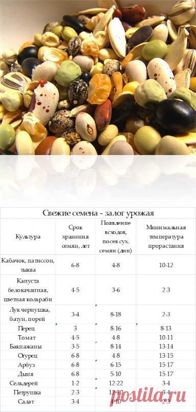 Готовим семена к посеву. Срок хранения семян. Всхожесть семян. Предпосевная обработка и всхожесть семян. Сколько нужно семян