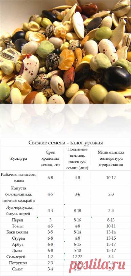 Готовим семена к посеву. Срок хранения семян. Всхожесть семян. Предпосевная обработка и всхожесть семян. Сколько нужно семян