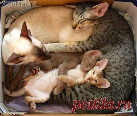 ЕЩЁ КОТЭ | KotoMail.ru