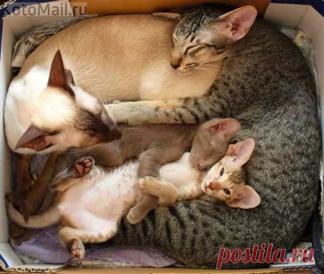 ЕЩЁ КОТЭ | KotoMail.ru
