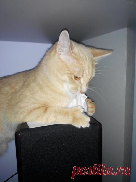 Этот секретный документ срочно приказано уничтожить...вот я и выполняю!