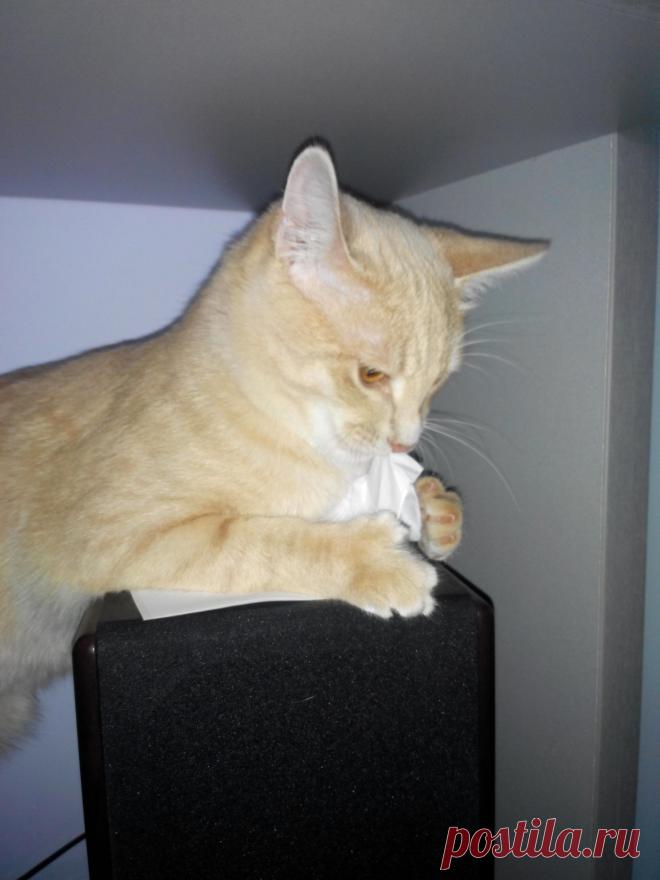 Этот секретный документ срочно приказано уничтожить...вот я и выполняю!