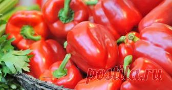 Суперурожай перца – 9 