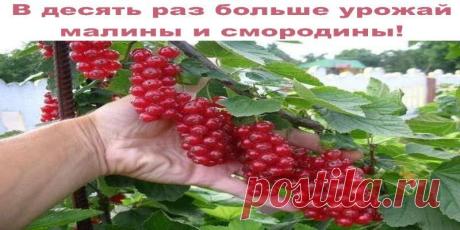 В десять раз больше урожай малины и смородины! Садовод-любитель Михаил Руденко из Москвы изобрел способ, позволяющий в 10 раз увеличить урожайность малины и вдвое – смородины. По его словам, метод выведен из совокупности собственных навыков и неко…