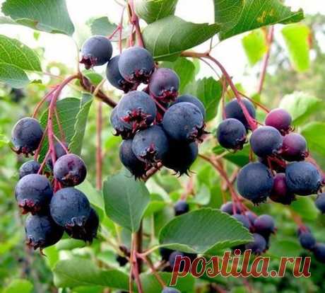 Где лучше всего посадить иргу?