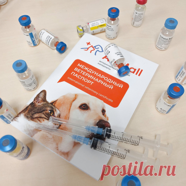 Вакцинация кошек. Какую вакцину лучше выбрать? Какой порядок вакцинации у кошек. | Как дела у вашей кошки? 🐱 | Дзен