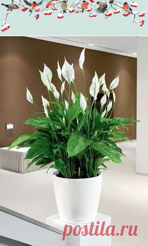 (13) Одноклассники