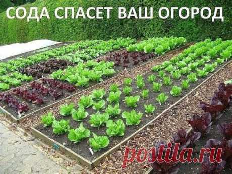 Сода спасёт ваш огород. 
 
Сода – один из помощников дачника, которую можно без проблем приобрести в любом продуктовом магазине. Сфера применения ее столь широка, что без сомнений, этот продукт необходимо обязательно включить в список товаров первой необходимости в начале дачного сезона, и даже раньше! Дело в том, что без обычной пищевой соды вообще сложно представить себе современный огород, поскольку она может помочь практически в любой ситуации. 
 
Так, например, если вы выращиваете на своем