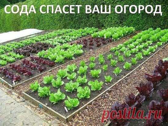Сода спасёт ваш огород. 
 
Сода – один из помощников дачника, которую можно без проблем приобрести в любом продуктовом магазине. Сфера применения ее столь широка, что без сомнений, этот продукт необходимо обязательно включить в список товаров первой необходимости в начале дачного сезона, и даже раньше! Дело в том, что без обычной пищевой соды вообще сложно представить себе современный огород, поскольку она может помочь практически в любой ситуации. 
 
Так, например, если вы выращиваете на своем