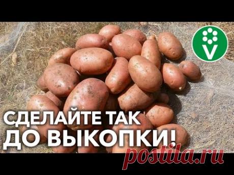 КЛУБНИ КАРТОФЕЛЯ БЫСТРО ДОЗРЕЮТ И ЛУЧШЕ СОХРАНЯТСЯ! Если перед уборкой сделаете так!
