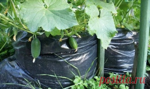 Огурцы из мешка – 1000 огурцов на одном квадратном метре Хочу поделится своим опытом выращивания огурцов. Я еще давно вычитала про этот способ в какой-то книжке и вот в прошлом году попробовала. Суть метода в том, огурцы выращиваются в мешках.
1) Берем мешк…