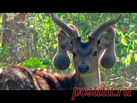 5 нереальных животных, которые действительно существуют - У нас так