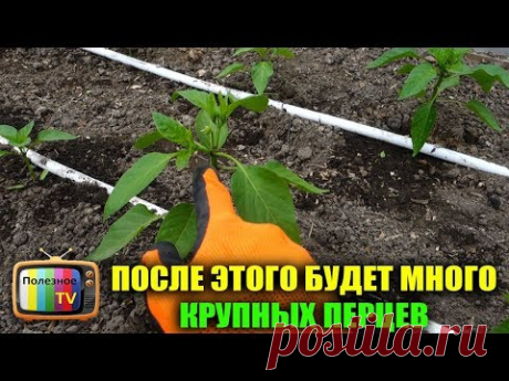 МНОГО КРУПНЫХ ПЕРЦЕВ ТОЛЬКО ПОСЛЕ ЭТОЙ ОПЕРАЦИИ