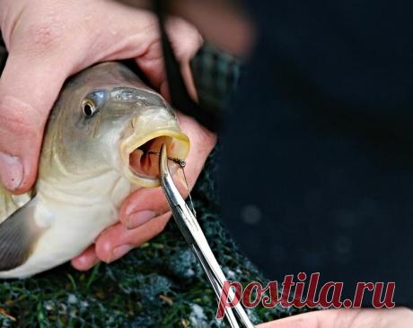 Приманка из манки. 3-й способ приготовления | Рыбалка для людей | Яндекс Дзен